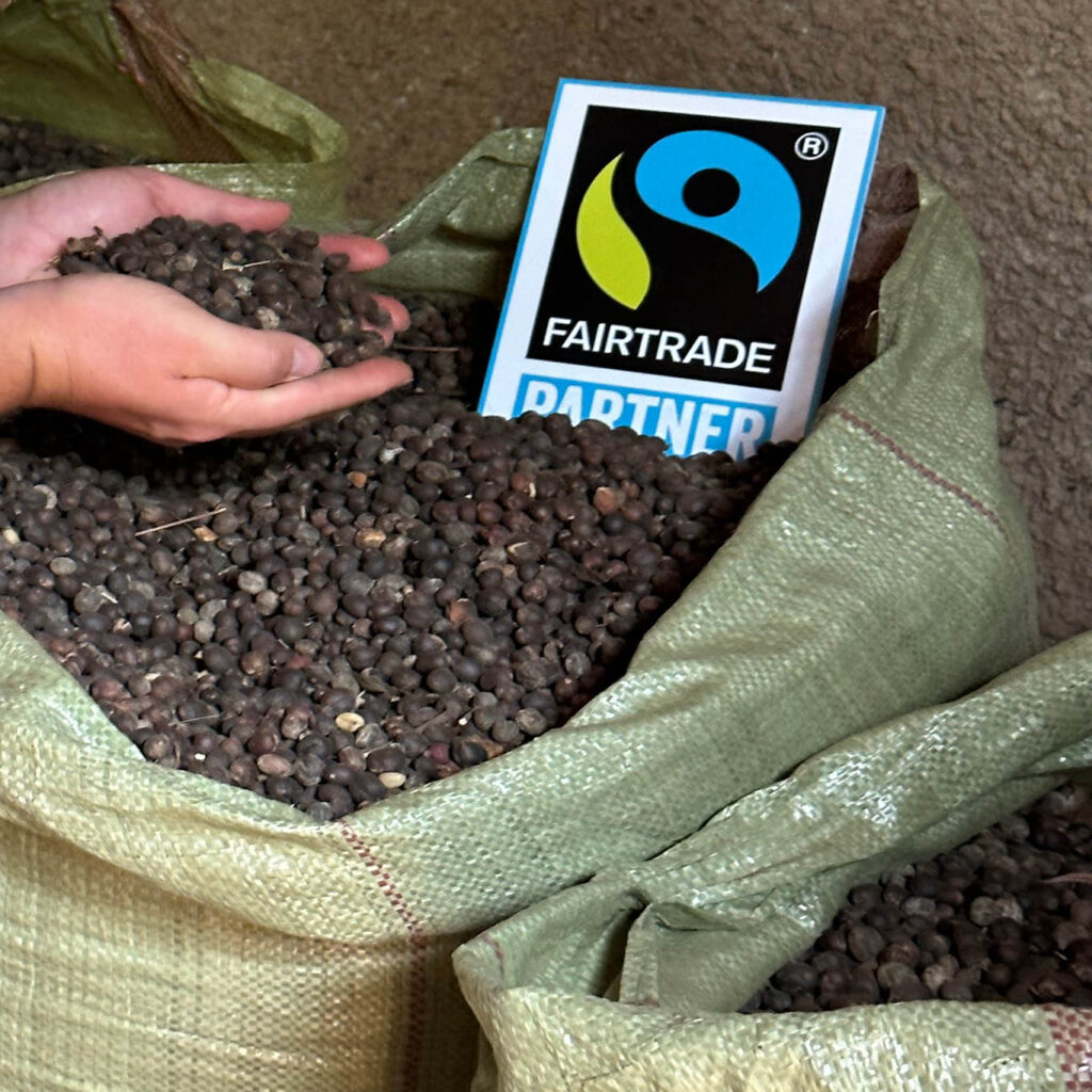 Close-Up-Foto: Kaffeekirschen in Säcken mit einen Schild Fairtrade-Partner, daneben zwei Hände mit Kaffeekirschen
