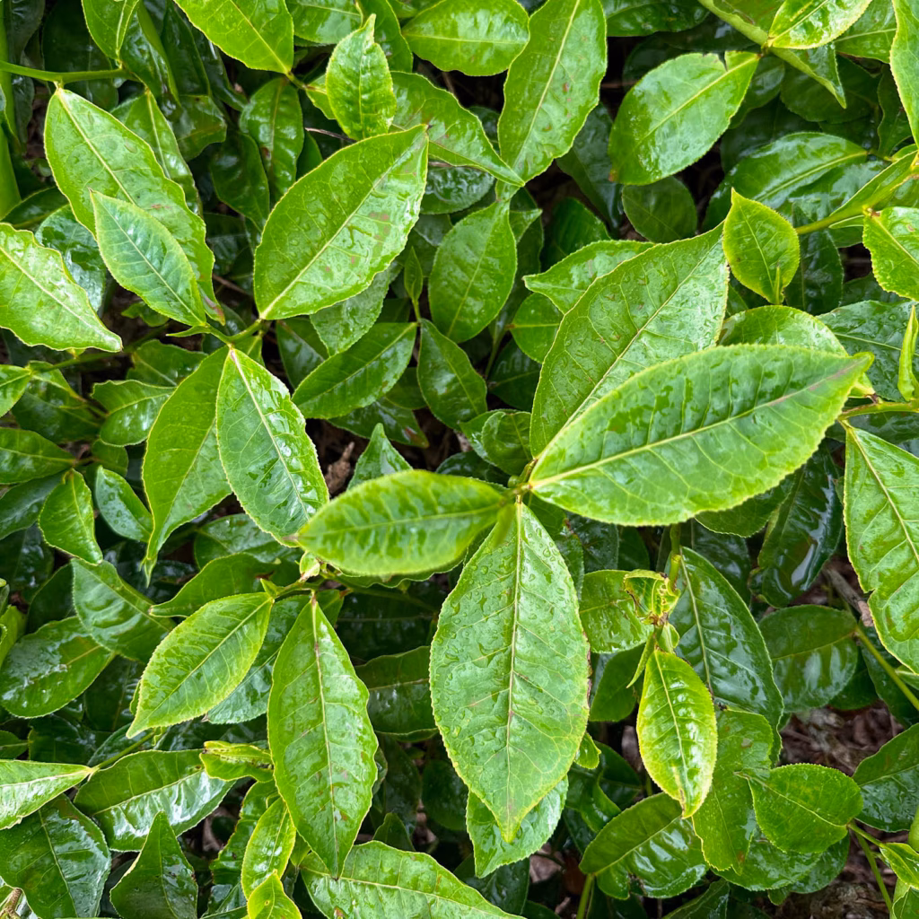Close-Up-Foto von oben: Blätter von Kaffeepflanzen