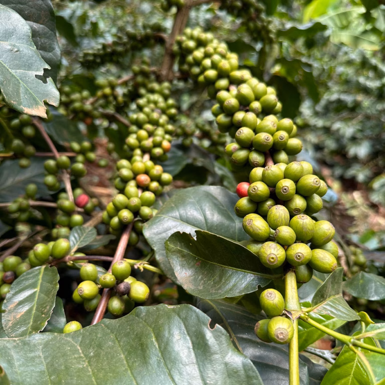 Close-Up-Foto: grüne Kaffeekirschen am Zweig mit ein paar Blättern