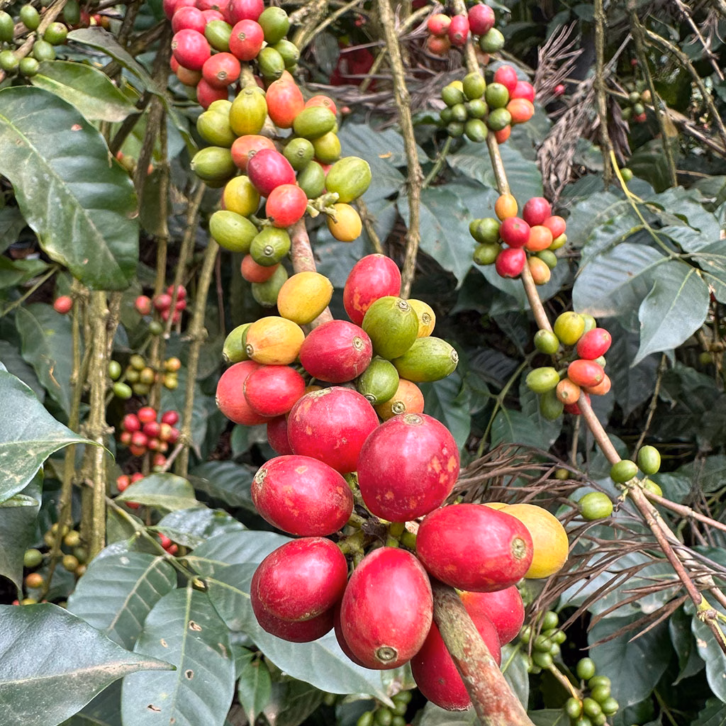 frische Kaffebohnen mit Blättern
