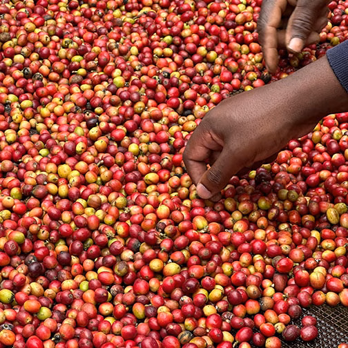 Frische Kaffeebohnen werden von einer Hand gelesen